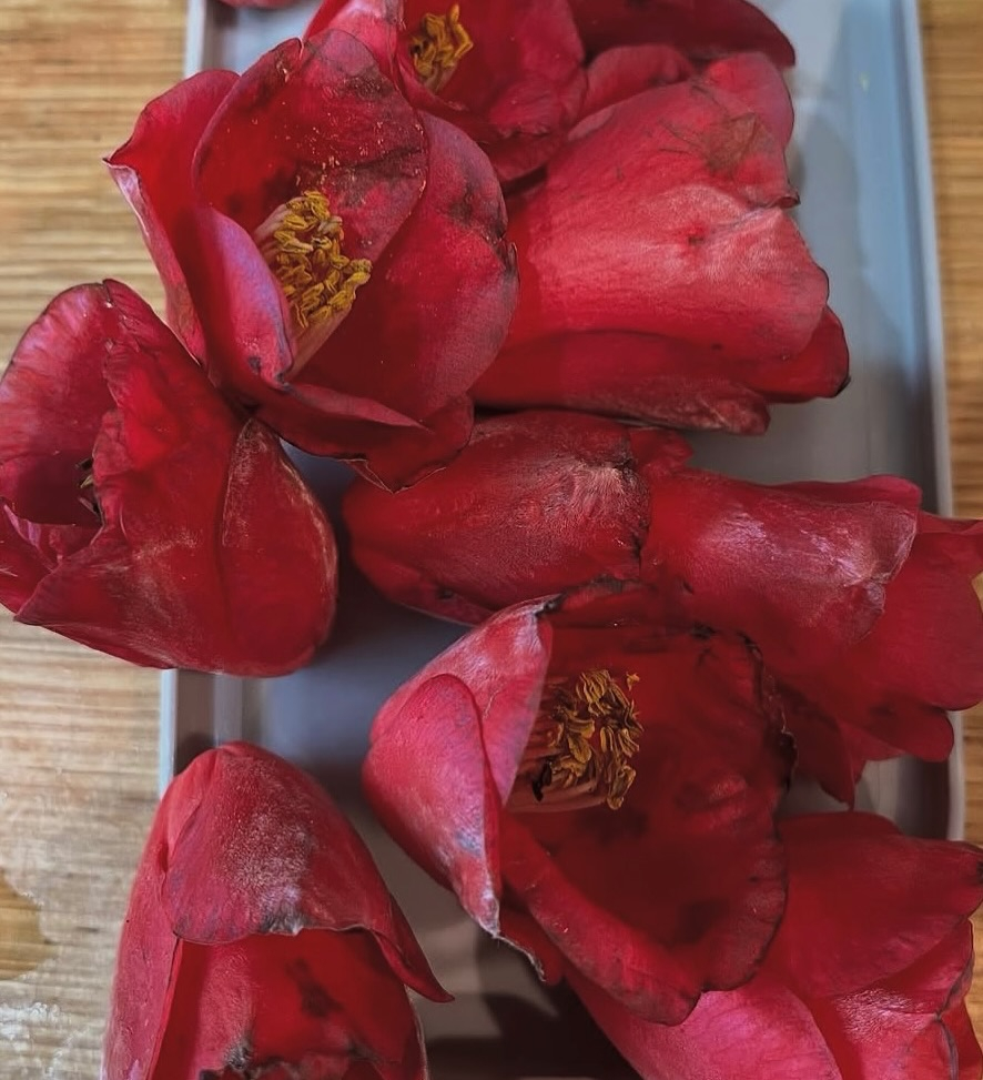 今日のレッスンは、